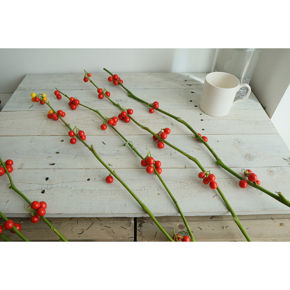 生花 花ナス スパークラブ 60cm 長野県ほか Ot 通販 はなどんやアソシエ 生花 花ナス スパークラブ 60cm 長野県ほか Ot 通販 はなどんやアソシエ