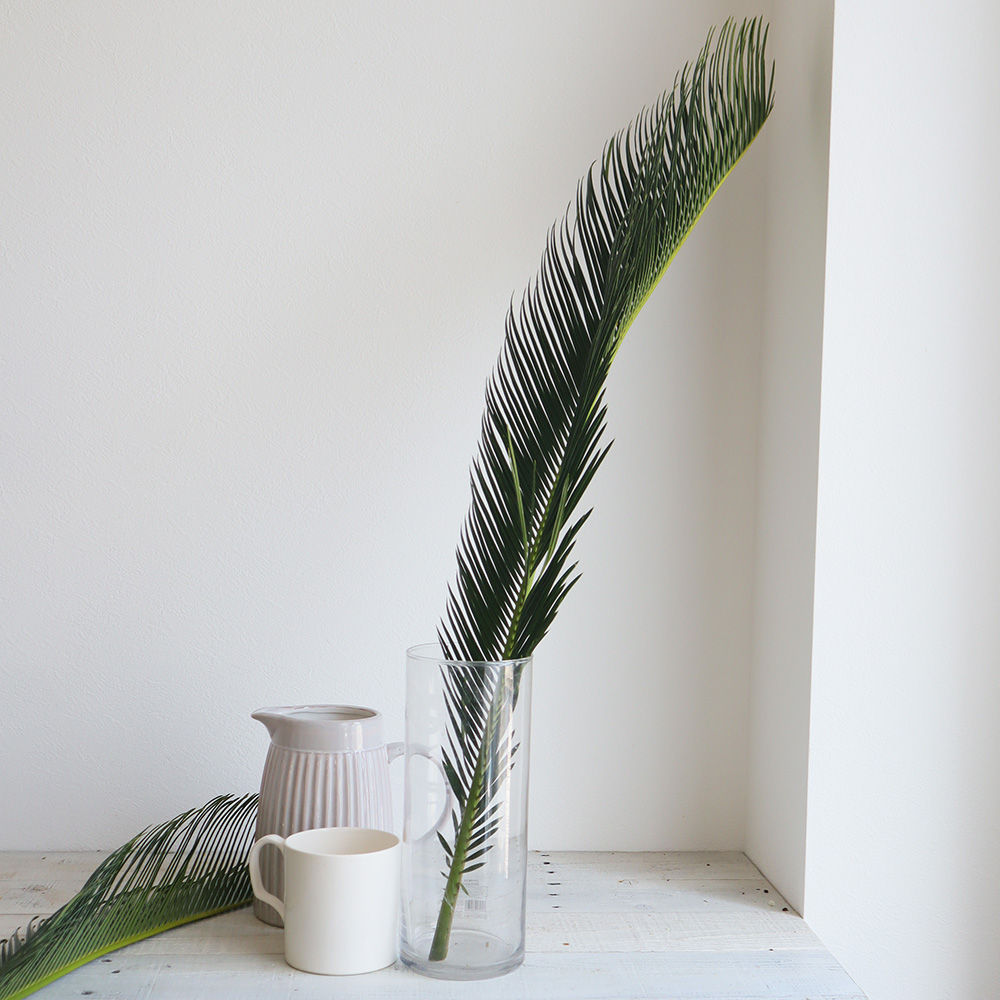 ソテツ 変わり葉ソテツ 21春大特価セール ソテツ 変わり葉ソテツ 21春大特価セール