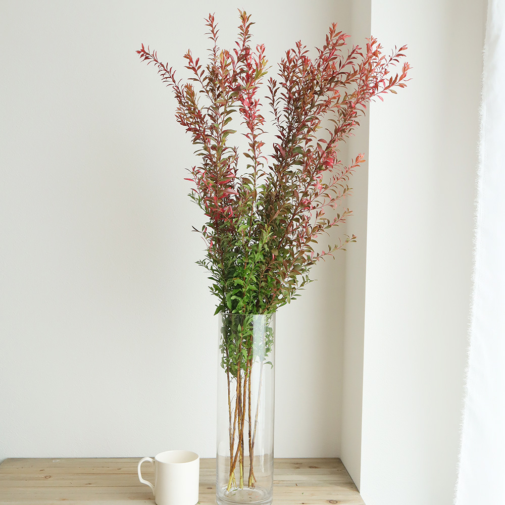 生花 雪柳 紅葉染め 1m程度 Ot 通販 はなどんやアソシエ 生花 雪柳 紅葉染め 1m程度 Ot 通販 はなどんやアソシエ