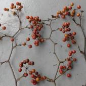 生花】輸入サンキライ(ケース売り)※実色時期により異なる - 花材通販は