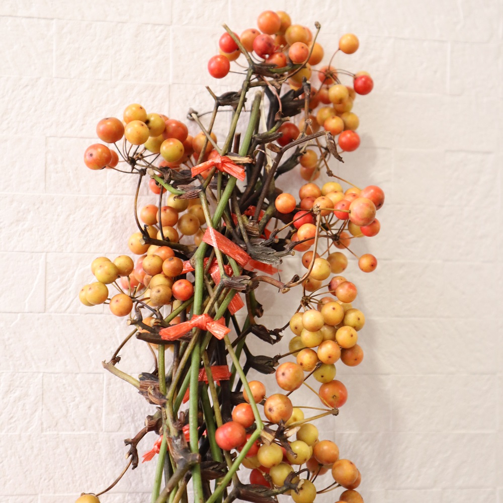 直前!!!】輸入サンキライ(ケース売り)※黄緑〜オレンジ※実色時期により