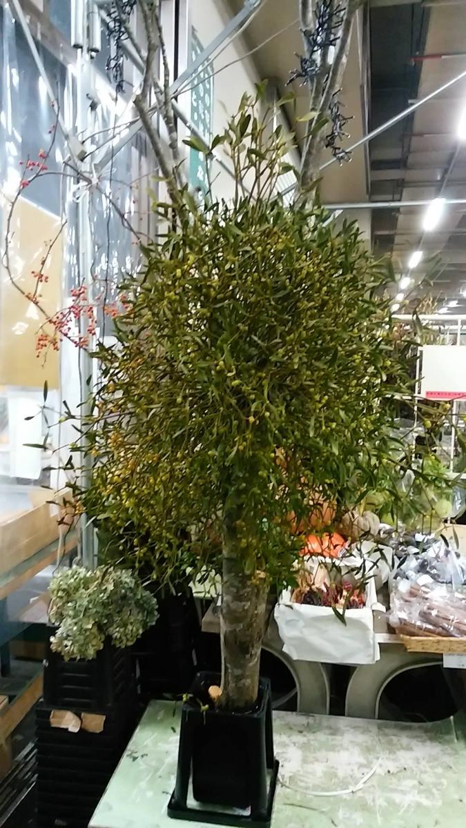 Jf 1点もの ヤドリギ A 高さ3 3 5m 玉直径70cm 来店引取限定 通販 はなどんやアソシエ Jf 1点もの ヤドリギ A 高さ3 3 5m 玉直径70cm 来店引取限定 通販 はなどんやアソシエ