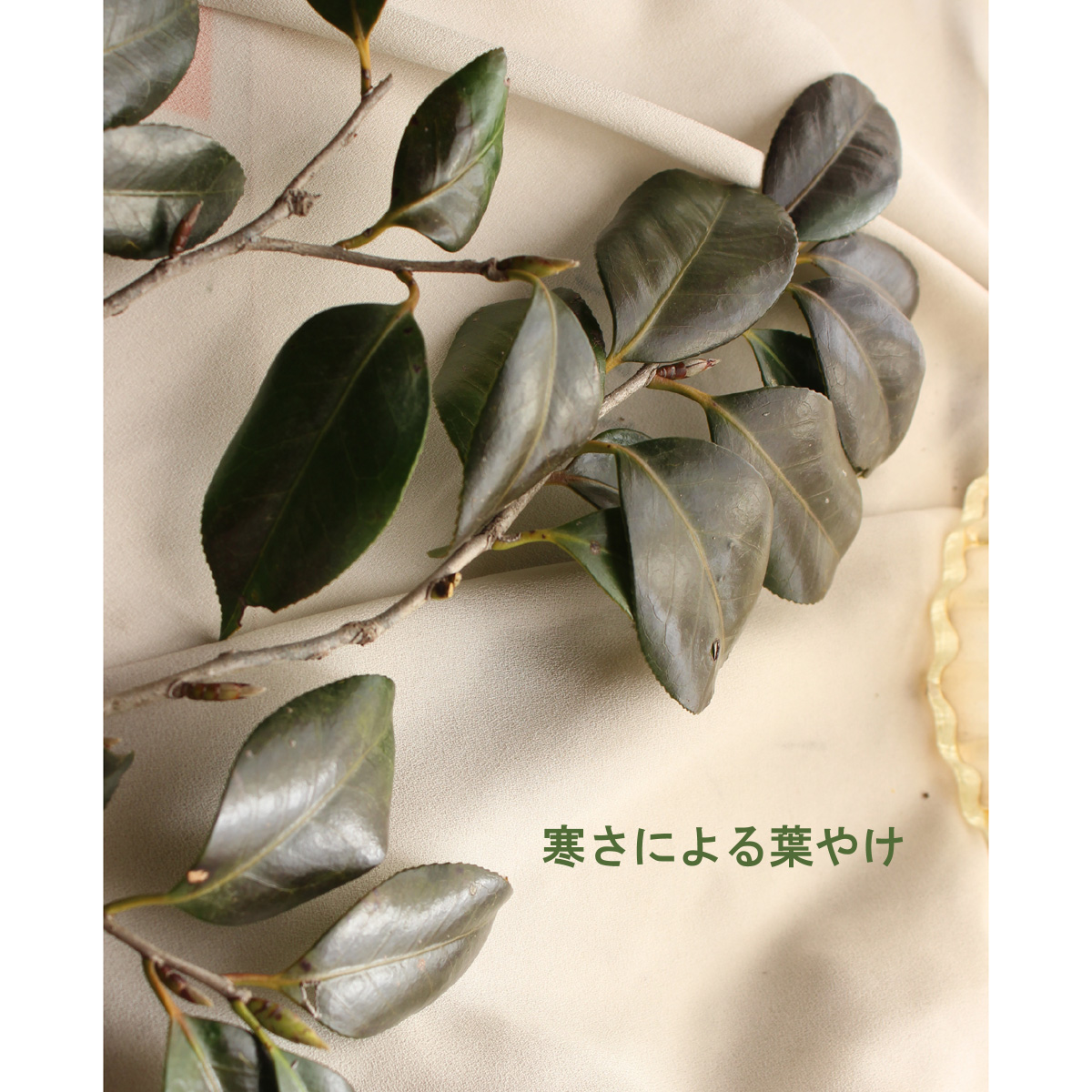 生花】赤椿 60〜80cm程度【OT】※商品説明をお読みください。 - 花材