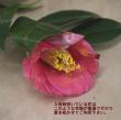 【08直前!!】藪ツバキ(赤系)60CM程度
