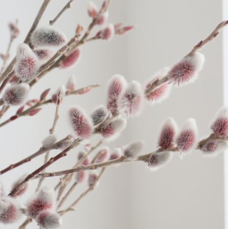 【生花】日本草花園　ピンク猫柳(70cm)【OT】