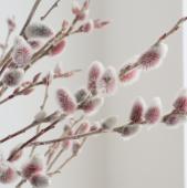 ※販売期間外※【生花】日本草花園　ピンク猫柳（70cm）【OT】