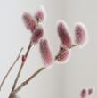 【生花】日本草花園　ピンク猫柳(70cm)【OT】