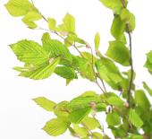 ※販売期間外※【生花】姫水木（新緑）100cm程度【FJ】