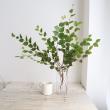 【08直前!!!】日向水木(緑の枝もの)60cm程度千葉県榎本バラ園【生花】