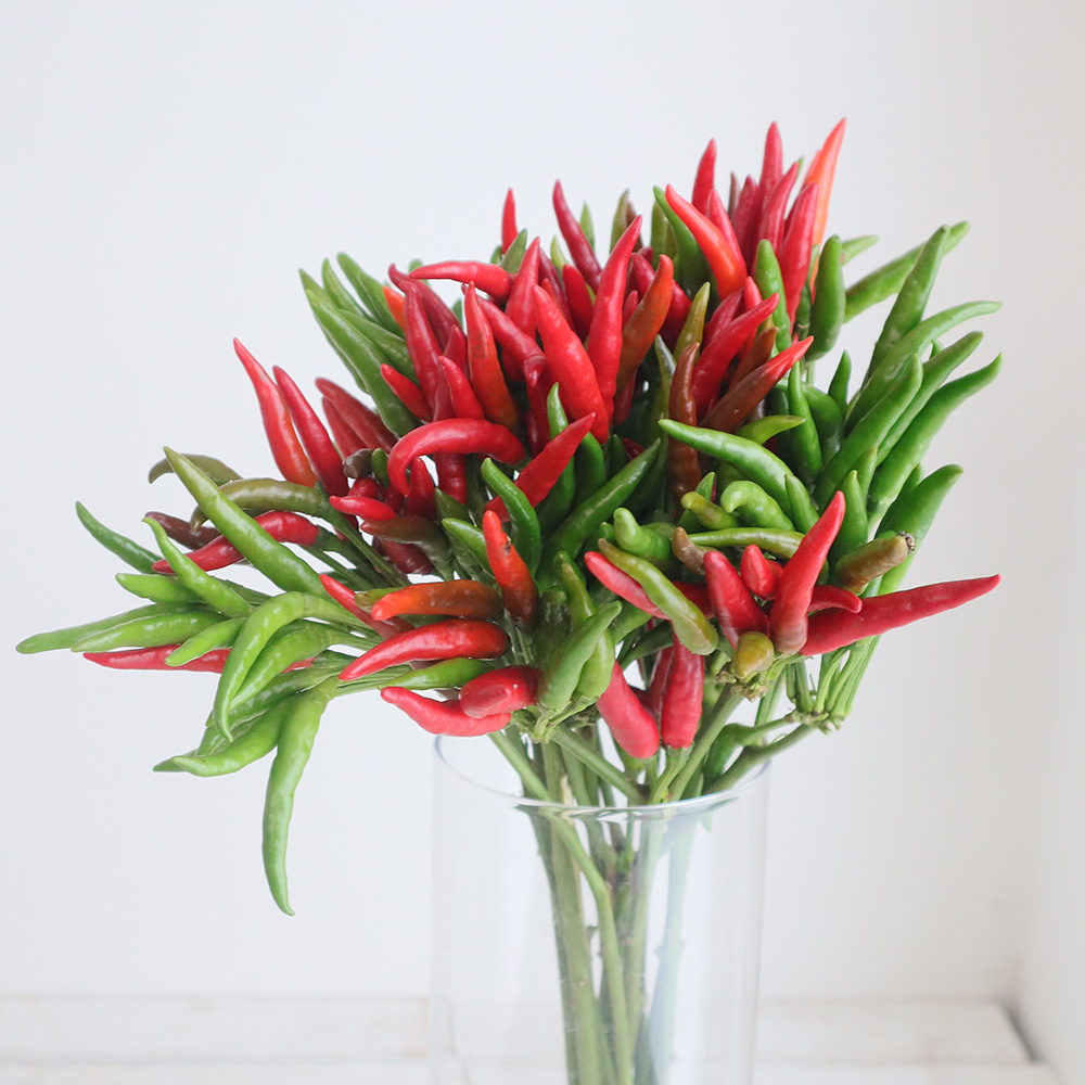 直前!】トウガラシ フィンガーミックス(赤〜グリーン)【生花】 - 花材