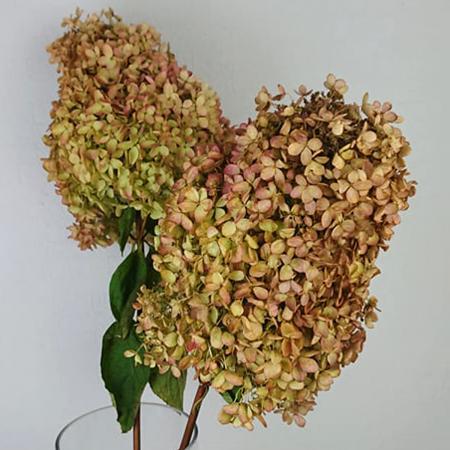 【直前!!】アジサイ　秋色ミナヅキ※半ドライ〜ドライ　Lサイズ※商品説明をお読み下さい。【生花】