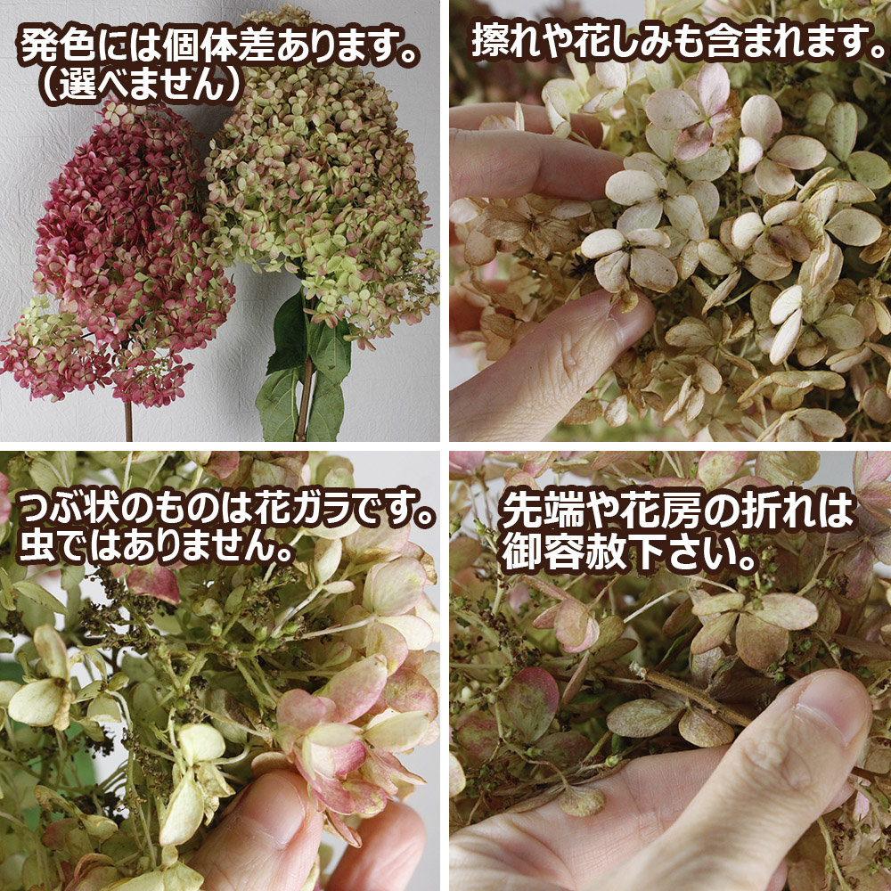 生花 10月特価 秋アジサイ 秋色ミナヅキ 2lサイズ10本入り ドライ向け 水付けなし 原箱売り 通販 はなどんやアソシエ 生花 10月特価 秋アジサイ 秋色ミナヅキ 2lサイズ10本入り ドライ向け 水付けなし 原箱売り 通販 はなどんやアソシエ