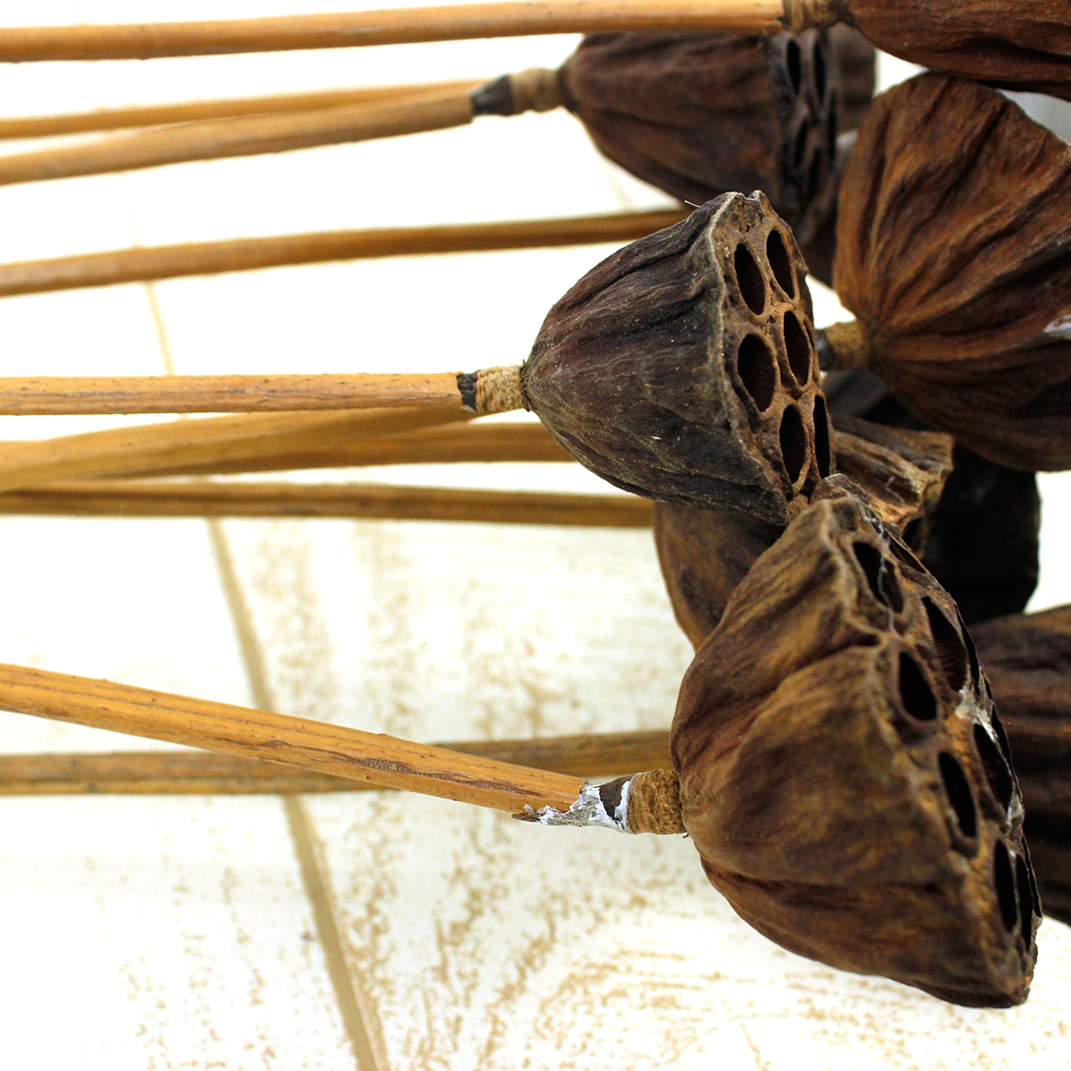 生花/即納】【ドライ】蓮の実 8〜10本 首折れ保障対象外【XX】 - 花材