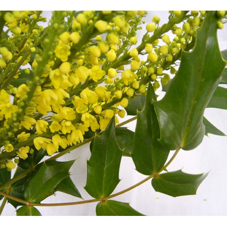 【生花】ヒイラギ南天　100cm