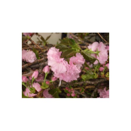 生花】桜(品種おまかせ)束約5本程度※商品説明をお読みください 生花】桜(品種おまかせ)束約5本程度※商品説明をお読みください