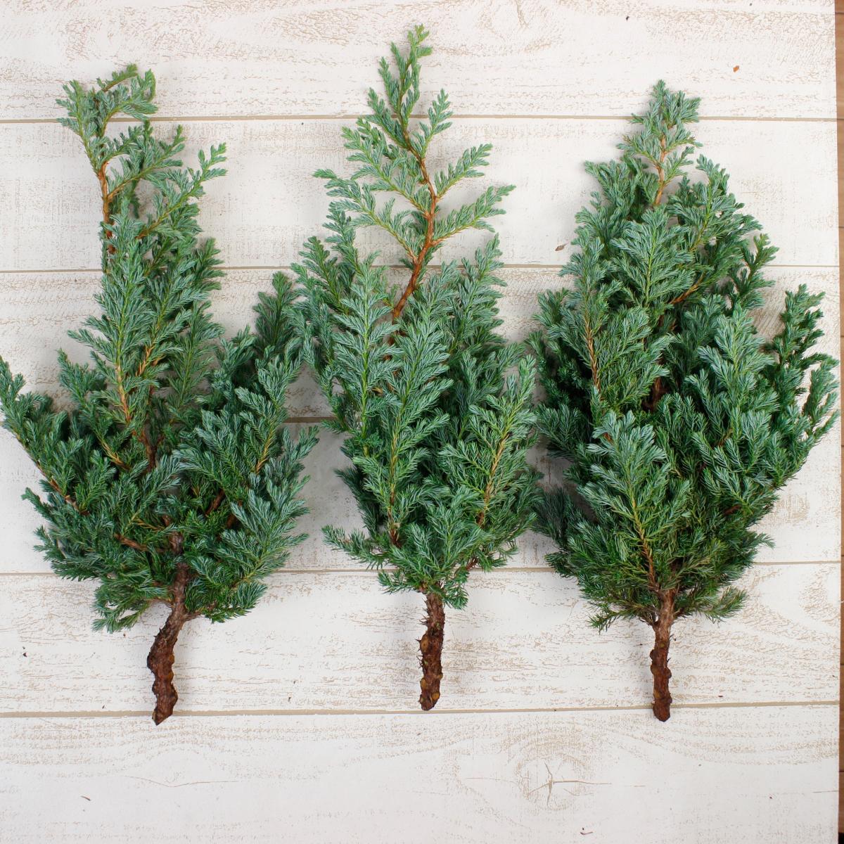 生花 日本草花園のコニファー ブルーバード ブルーグリーン 40cm 早締切74 通販 はなどんやアソシエ 生花 日本草花園のコニファー ブルーバード ブルーグリーン 40cm 早締切74 通販 はなどんやアソシエ