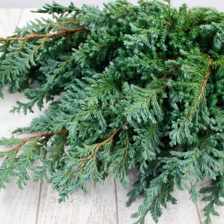 生花 日本草花園のコニファー ブルーバード ブルーグリーン つまみ 15cm 11月以降お届け 通販 はなどんやアソシエ 生花 日本草花園のコニファー ブルーバード ブルーグリーン つまみ 15cm 11月以降お届け 通販 はなどんやアソシエ