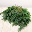 【生花】日本草花園のコニファー　ブルーバード　つまみ 500g(11月以降お届け)