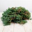 【生花】日本草花園のコニファー　ブルーバード　つまみ 500g(11月以降お届け)