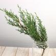 【直前】【生花】日本草花園のコニファー　ブルーアイス(シルバーグリーン)40cm