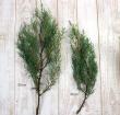 【直前】【生花】日本草花園のコニファー　ブルーアイス(シルバーグリーン)40cm