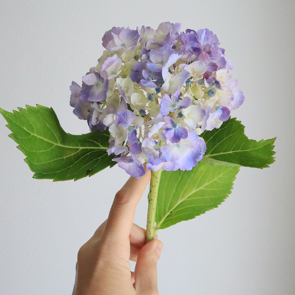 カラフルエアファーン　オーダーページ　花材 08直前!】アジサイ(ピンク系※) カラフルファーム長崎 大40【生花