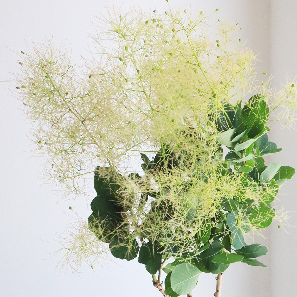 08直前】スモークツリー グリーンボール 60CM 茨城県青木農園 - 花材