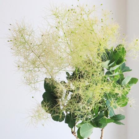 08直前】スモークツリー グリーンボール 60CM 茨城県青木農園 - 花材