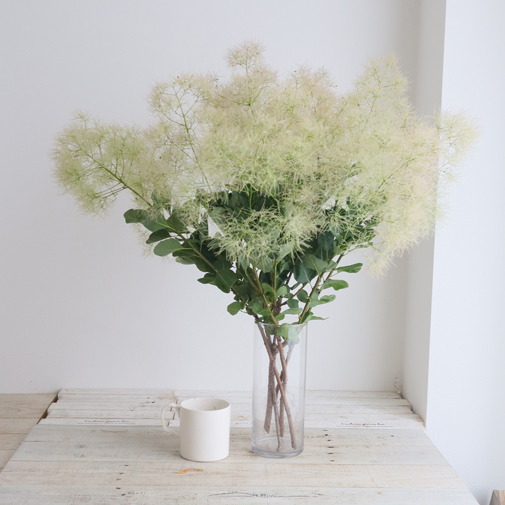 直前】<80cm>ホワイトファー スモークツリー 丸福清花園 - 花材通販は