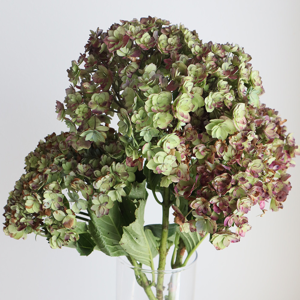 08直前!】アジサイ アンティーク八重(緑―紫)【生花】 - 花材通販はなど