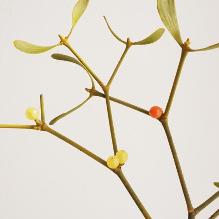 【08直前!】ヤドリギ　つまみ20-30センチ程度　六合村(1束10本入り)※ホットセール対象外※商品説明必ずお読みください。