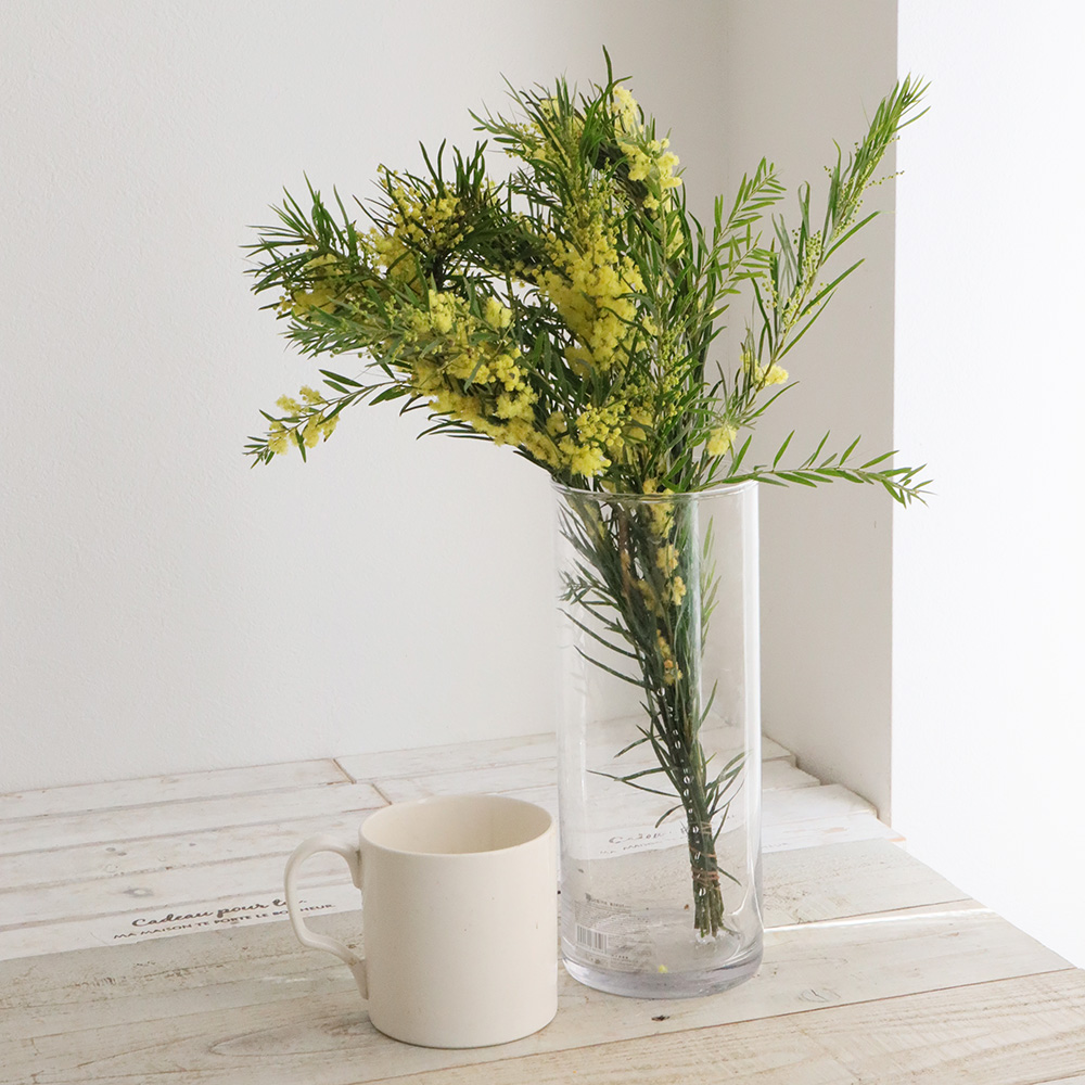 生花】ミモザアカシア ブリスベン(柳葉系)40cm 大井川農協 - 花材通販