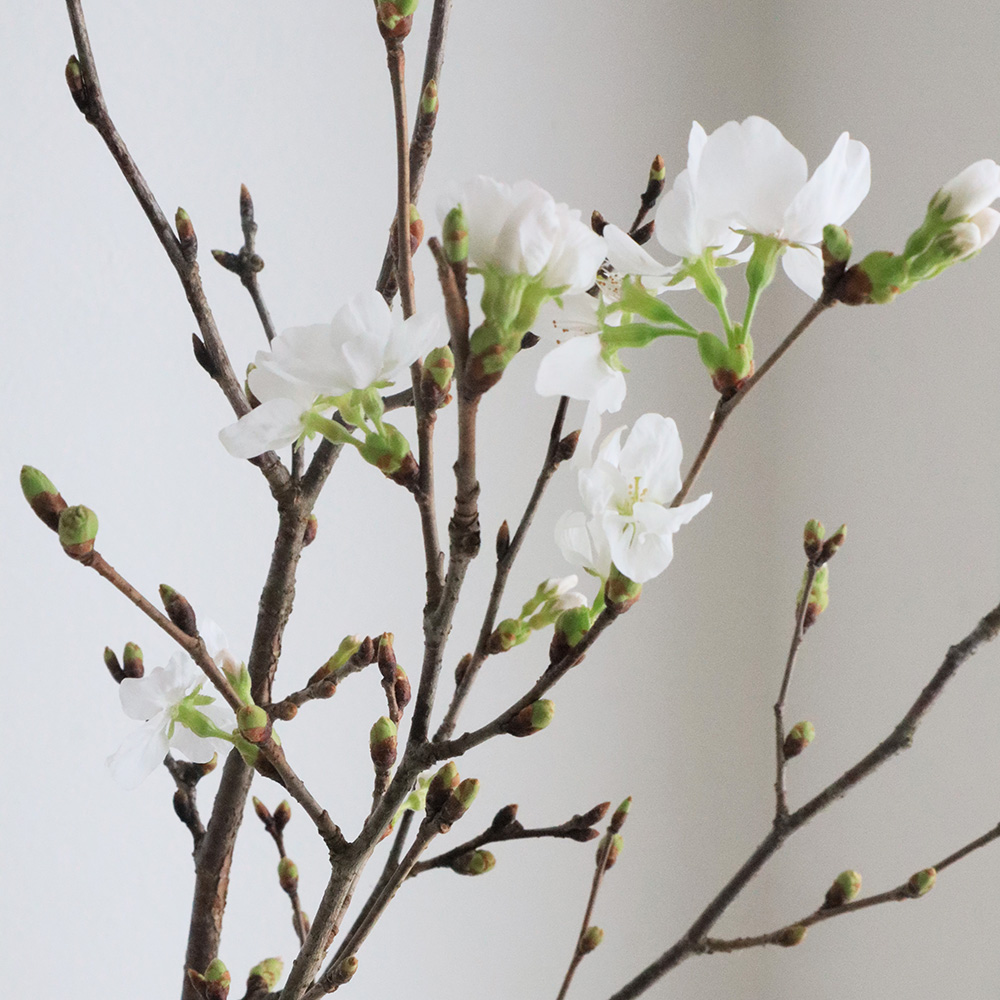 生花】桜 ソメイヨシノ 80cmスリーブ束 常陸大宮農協 - 花材通販はなど