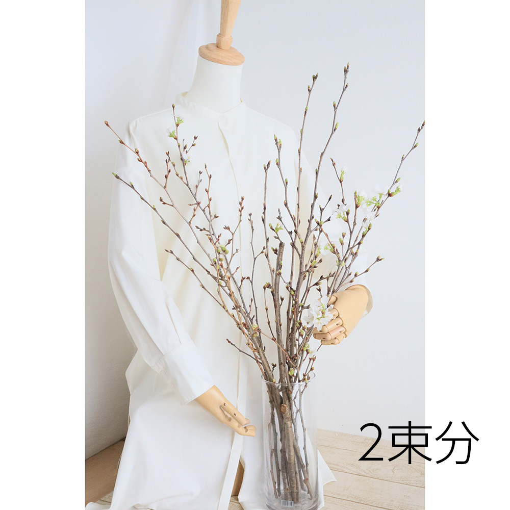 生花】桜 ソメイヨシノ 80cmスリーブ束 常陸大宮農協 - 花材通販はなど