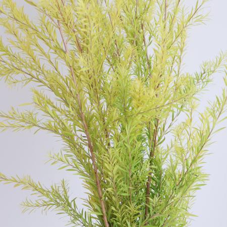 【08直前!!!】メラレウカ　レボリューションゴールド　80cm程度