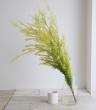 【08直前!!!】メラレウカ　レボリューションゴールド　80cm程度