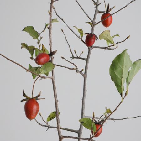 【08直前FJ】老鴉柿(ろうあ柿)　枝もの50cm程度【OT】