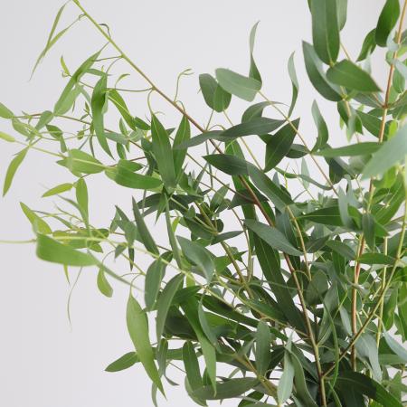 【08直前!】国産ユーカリ　リボンガム60CM　大井川農協【生花】