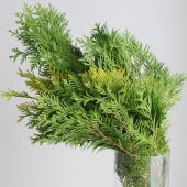 【生花】コニファー　ヨーロッパゴールド　40cm-程度（黄緑系・平葉）福島県【早締切-74】