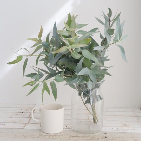 【直前!!!】国産 剣葉ユーカリ　50cm程度(束約5本)ロングリーフなど