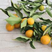 ※販売期間外※【生花】金柑　40ｃｍ程度　【OT】TFS