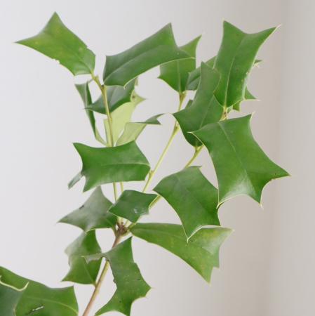 【直前!!】セイヨウヒイラギ　40cm程度