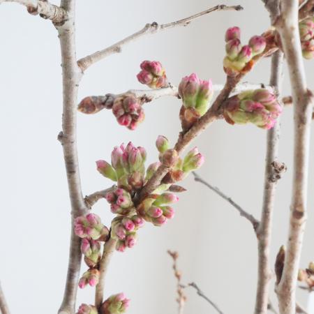 【生花】桜　だいごろう　40cm程度　日本草花園【生花】