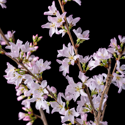 【08直前!】紅彼岸桜　100cm程度　さがえ西村山【生花】