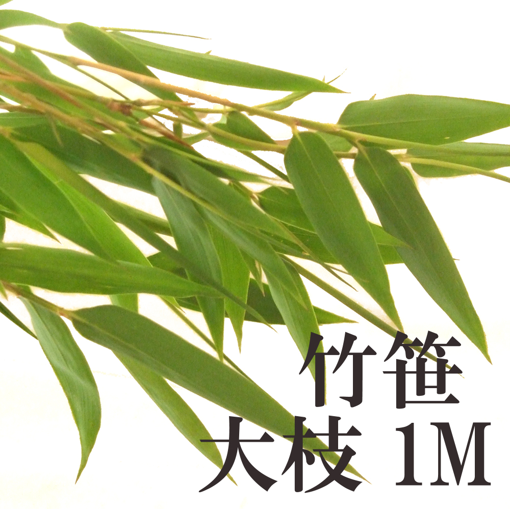 生花/予約】【ボリューム割引】竹笹(1m程度/生花/切り花) ※商品