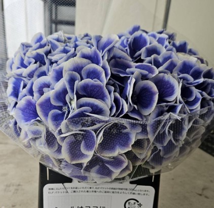 【08直前FJ】アジサイ　ブルーピコティ　さかもと園芸【FJ】
