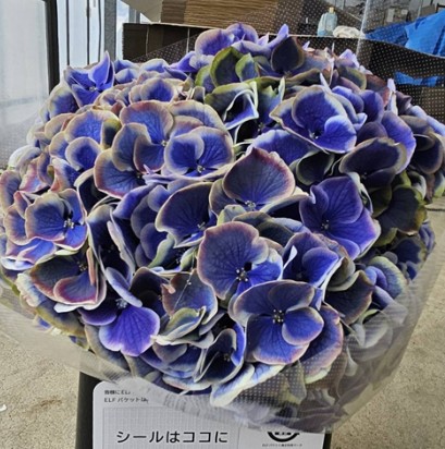 【08直前FJ】アジサイ　A.ブルーピコティ　さかもと園芸