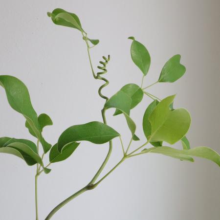 【直前】レア品!枝もの　ムベ(アケビ科のつる植物)葉付き　約70cm