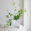 【直前】レア品!枝もの　ムベ(アケビ科のつる植物)葉付き　約70cm
