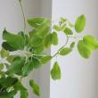 【直前】レア品!枝もの　ムベ(アケビ科のつる植物)葉付き　約70cm